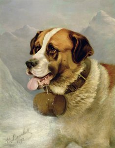 Retrato de un San Bernardo en un paisaje alpino